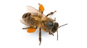 This protects them from the extreme cold and allows them to live in the harsh conditions of the arctic and antarctic. What S An Insect Everyday Learning Pbs Learningmedia