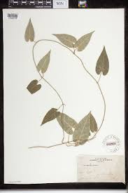 Image result for Cynanchum orangeanum