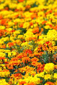 Orange flowers that keep bugs away. Know More About Flowers That Help To Keep The Bugs Away Growing Marigolds Plants Marigold Flower