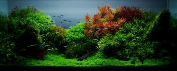 Aqua lab tommaso perini feat serena sacchi. Contoh Design Aquajaya