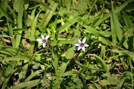 Image result for Sisyrinchium micranthum