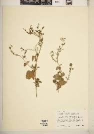 Image result for Commicarpus grandiflorus