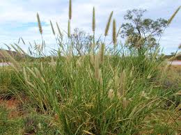 Image result for Cenchrus ciliaris