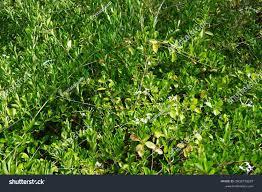 Image result for Volkameria