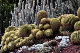 ¿cuántos tipos de cactus hay? Como Reconocer Los Tipos De Cactus 4 Claves