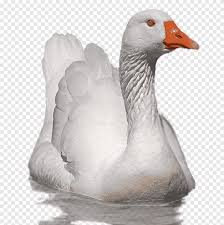 Check spelling or type a new query. Bebek Angsa Ilustrasi Bebek Putih Di Atas Air Png Pngegg