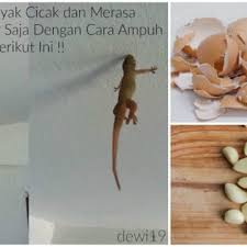 We did not find results for: Dirumah Anda Banyak Cicak Dan Merasa Terganggu Hilangkan Cicak Dengan Cara Paling Berkesan Ini Memang Mujarab