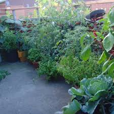 Ces légumes se cultivent très simplement en pots et jardinières. 15 Conseils Pour Reussir Son Potager De Balcon Et De Terrasse Tous Au Potager