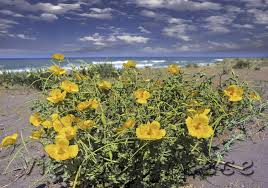 Υπάγεται στον ομώνυμο δήμο, απέχει 65 χλμ από την πρωτεύουσα του νομού, καλαμάτα. Kyparissia E3wsths Sto Ionio Views Of Greece