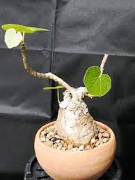 Image result for Firmiana