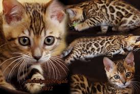 The bengal is a relatively new cat breed, with rosetted or spotted markings. Ashmiyah Bengals Bengal Kitten Bengal Cat Breeders Bengal Kittens For Sale