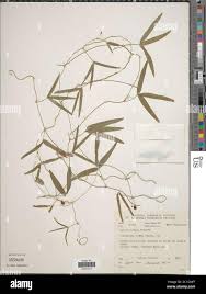 Image result for Rhynchosia totta