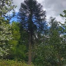 Image result for Arauk rie Araucaria