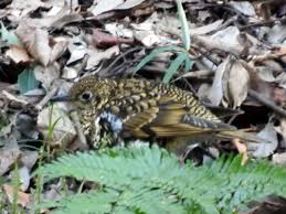 Image result for トラツグミ