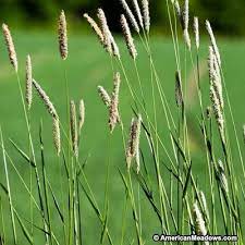 Timothy Grass Seeds Best Grass Seed Grass Seed American Meadows