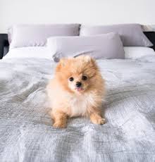 King Broley Blue Di Instagram Tag A Tongue Cute Animals Logan Paul Kong Cute Baby Animals