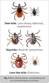 tickencounter resource center prevention tickborne diseases