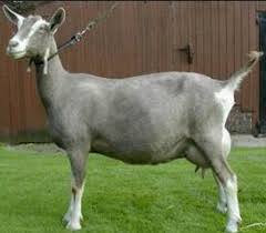 What's the average weight of a male toggenburg goat? Toggenburg Goat Size Habitat And Images Petworlds Net