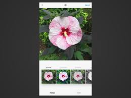 All materials are available for creating desired small or portable greenhouses. The 10 Best Instagram Filters For 2021