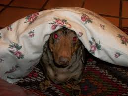 Foster me dogs in need of foster homes. Thinking About Rescuing A Dachshund Things You Might Want To Know Pethelpful By Fellow Animal Lovers And Experts