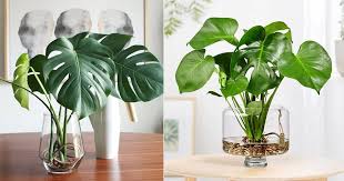 Jun 11, 2021 · an easy choice this week, and a houseplant rather than one out in the garden, monstera deliciosa variegata. Propagating Monstera In Water How To Grow Monstera In Water
