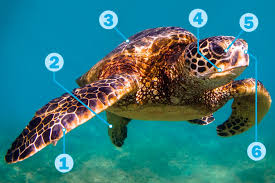 Image result for sea