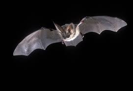 Dix Conseils Pour Attirer Des Chauves Souris Notre Nature