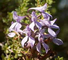 Image result for Brownleea maculata