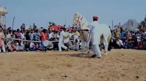 The initial intention behind the festival was to draw local livestock traders to do business during the hindu month of kartik, which begins with the. 2014 Pushkar Camel Fair Horse Dance Youtube