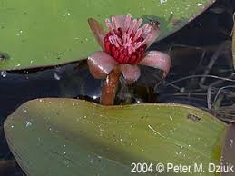 Image result for Brasenia