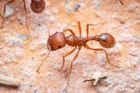 Image result for Pogonospermum subsessile