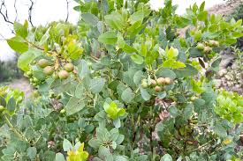 Image result for Maerua grantii