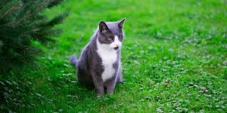 Hence, you should also prevent digging in your yard by using special mats. How To Keep Cats From Pooping In My Yard Cat Checkup