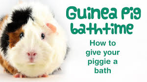 Can You Bathe A Guinea Pig Guinea Pig Bath Time How To Bathe