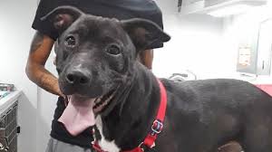 Please ensure that your pet does not bite or attack another customer or pet. Aspca To Open Low Cost Vet Clinics In Manhattan Brooklyn And The South Bronx Amnewyork