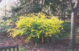 Image result for Kerria