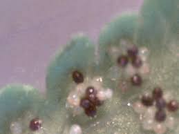 Image result for Macrothelypteris