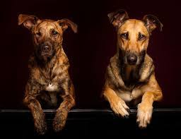 500px iso dog photograph dogs dog portraits