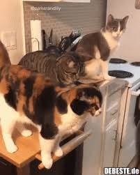 August ist der internationale katzentag. Rwrqwclsvvppcm