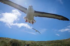 Wandering Albatross Facts | Poseidon Expeditions