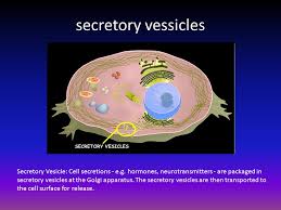 We did not find results for: Cells Alive Exploration Ppt Download