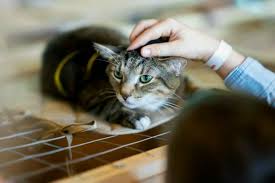 Making the most of a small space. Covid 19 Pet Advice Part 2 Managing Cats Increased Stress Due To Changes At Home Petfocus Eastern Shore Veterinary Hospital