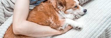 Im bett kratzen, scharren und graben. Hund Im Bett Eine Saubere Sache Tierwelt