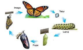 Telur lalu menetas menjadi ulat. Metamorfosis Pada Beberapa Jenis Hewan Mikirbae Com