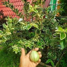 Image result for Psidium guajava