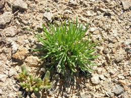 Image result for Hypertelis