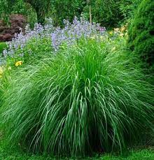 Morning Light Eulalia Grass Finegardening Grasses Landscaping Grasses Garden Ornamental Grasses