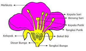 Ada beberapa bagian bunga yang cepat hidup dalam waktu singkat dan adapula bagian bunga yang hidup dan terus berkembang biak untuk menjadi buah. Bagian Bagian Bunga Sempurna Beserta Gambar Dan Fungsinya