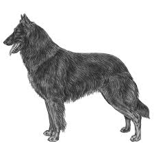 All black ice belgian sheepdogs are sold on written contracts that guarantee against some known g. Belgian Sheepdogs Dog Breed Info Photos Common Names And More Embarkvet