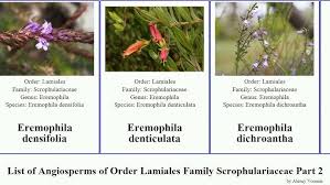 Image result for Aptosimum albomarginatum